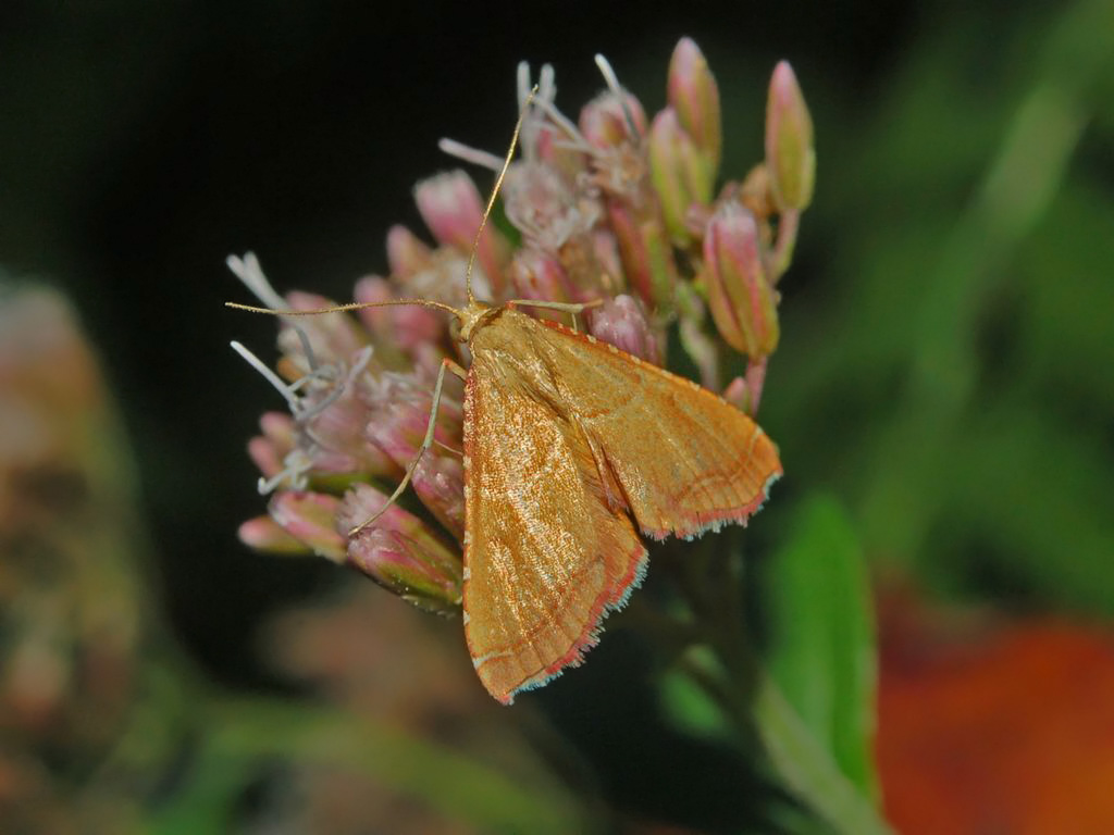 Una farfalletta da determinare -  Endotricha flammealis